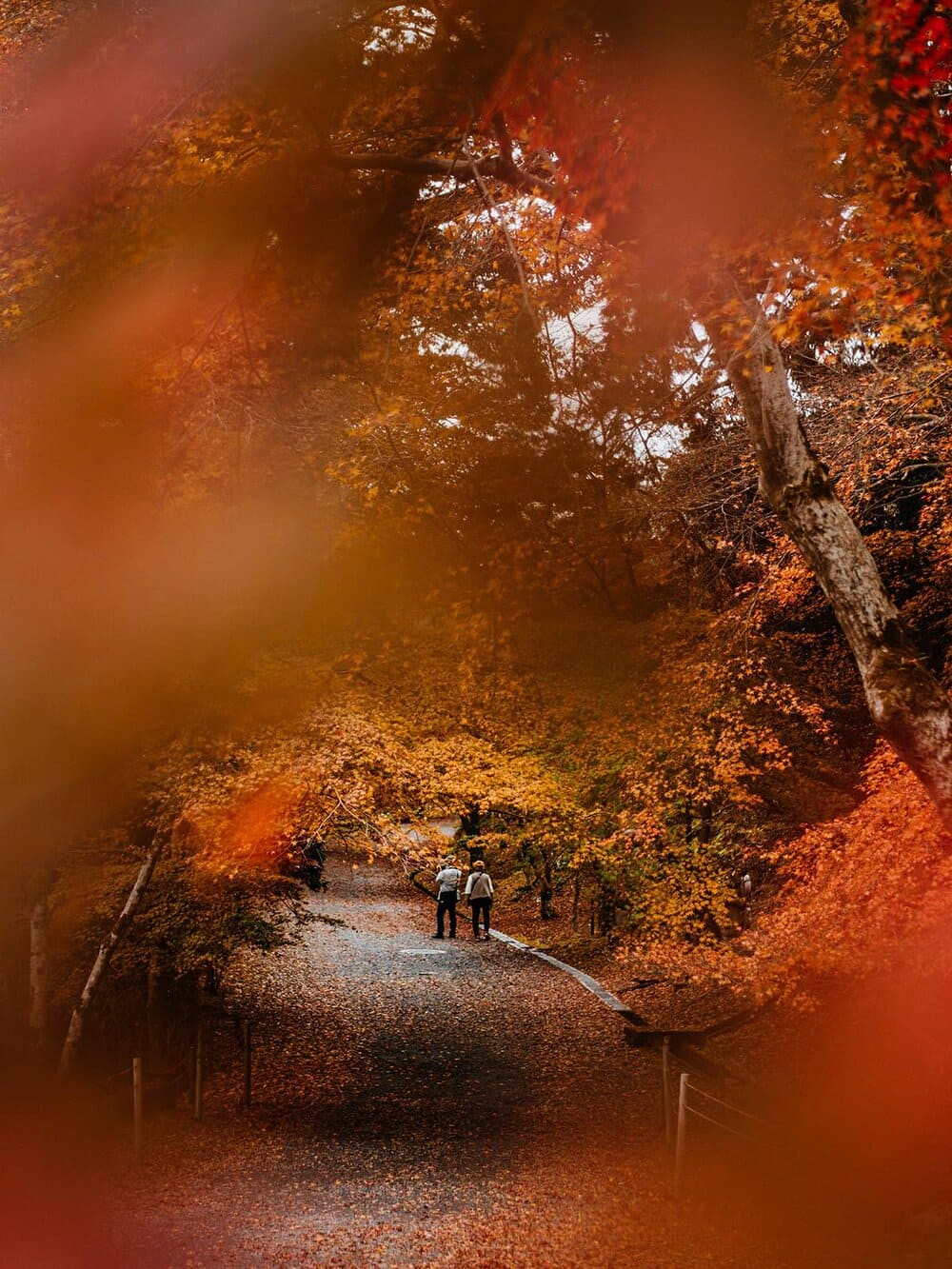 Hinh anh Top điểm đến săn lá đỏ Nhật Bản 2025 1