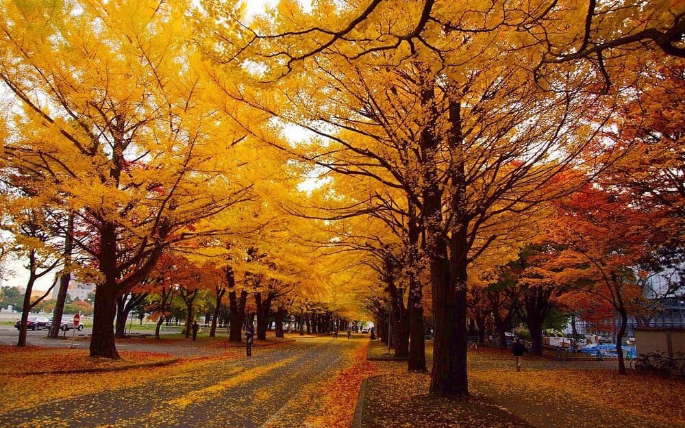 Hinh anh Top điểm đến săn lá đỏ Nhật Bản 2025 7