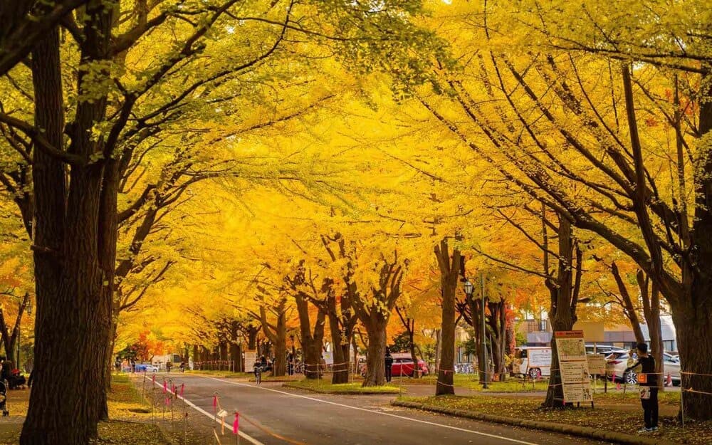 Hinh anh Top điểm đến săn lá đỏ Nhật Bản 2025 8