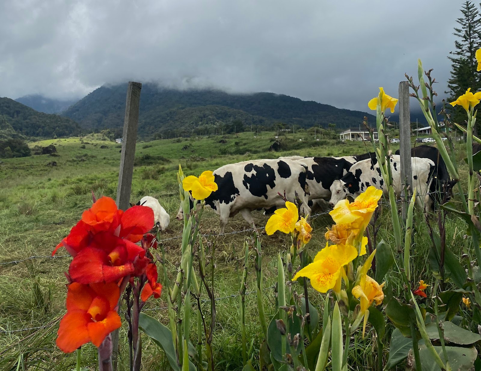 Hinh anh Tác giả: Mỹ Anh 4