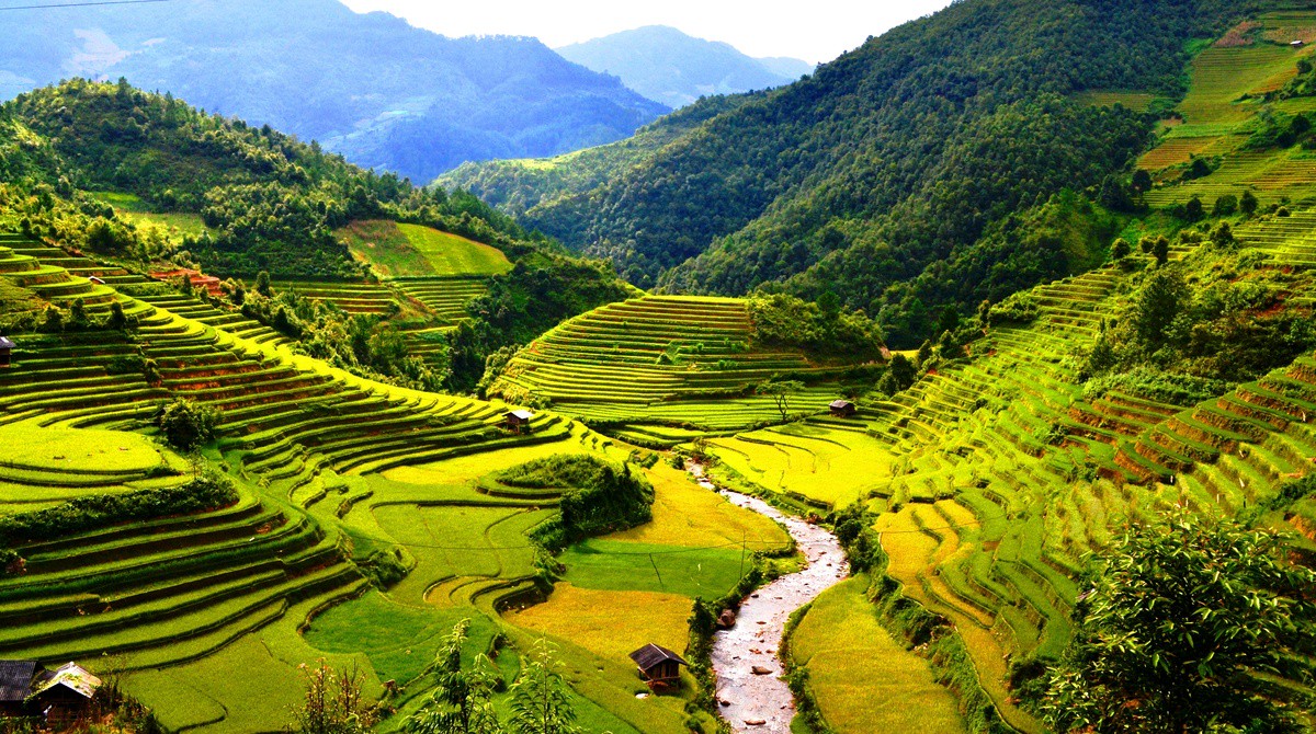 Hinh anh Nếp Tú Lệ - nữ hoàng trong ẩm thực Tây Bắc   2