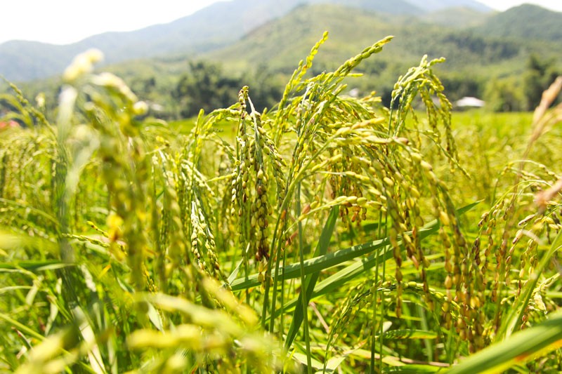 Hinh anh Nếp Tú Lệ - nữ hoàng trong ẩm thực Tây Bắc   4