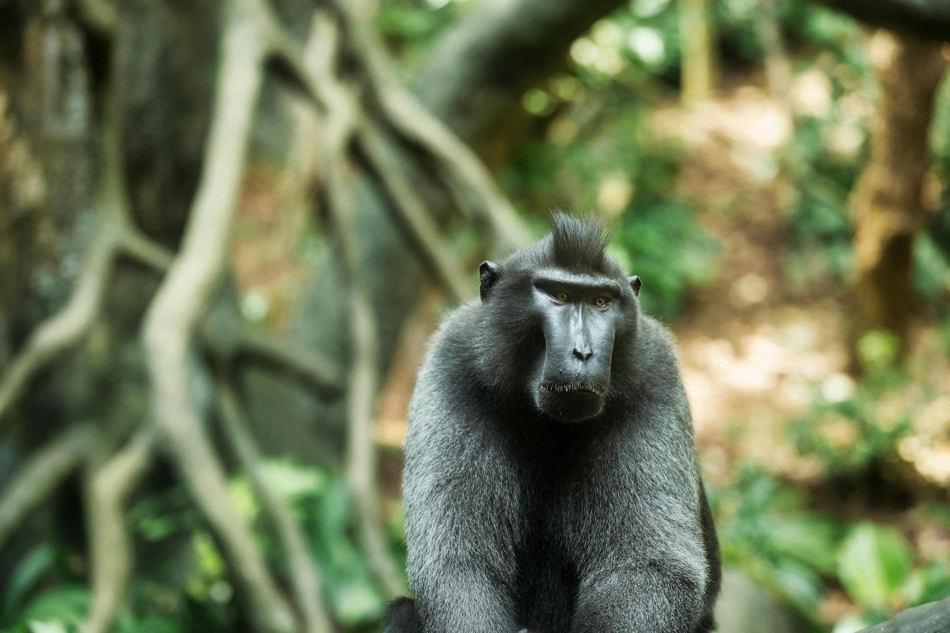 Hinh anh Tạm biệt Bali náo nhiệt, đây là 4 nơi đáng đi nhất Indonesia 8