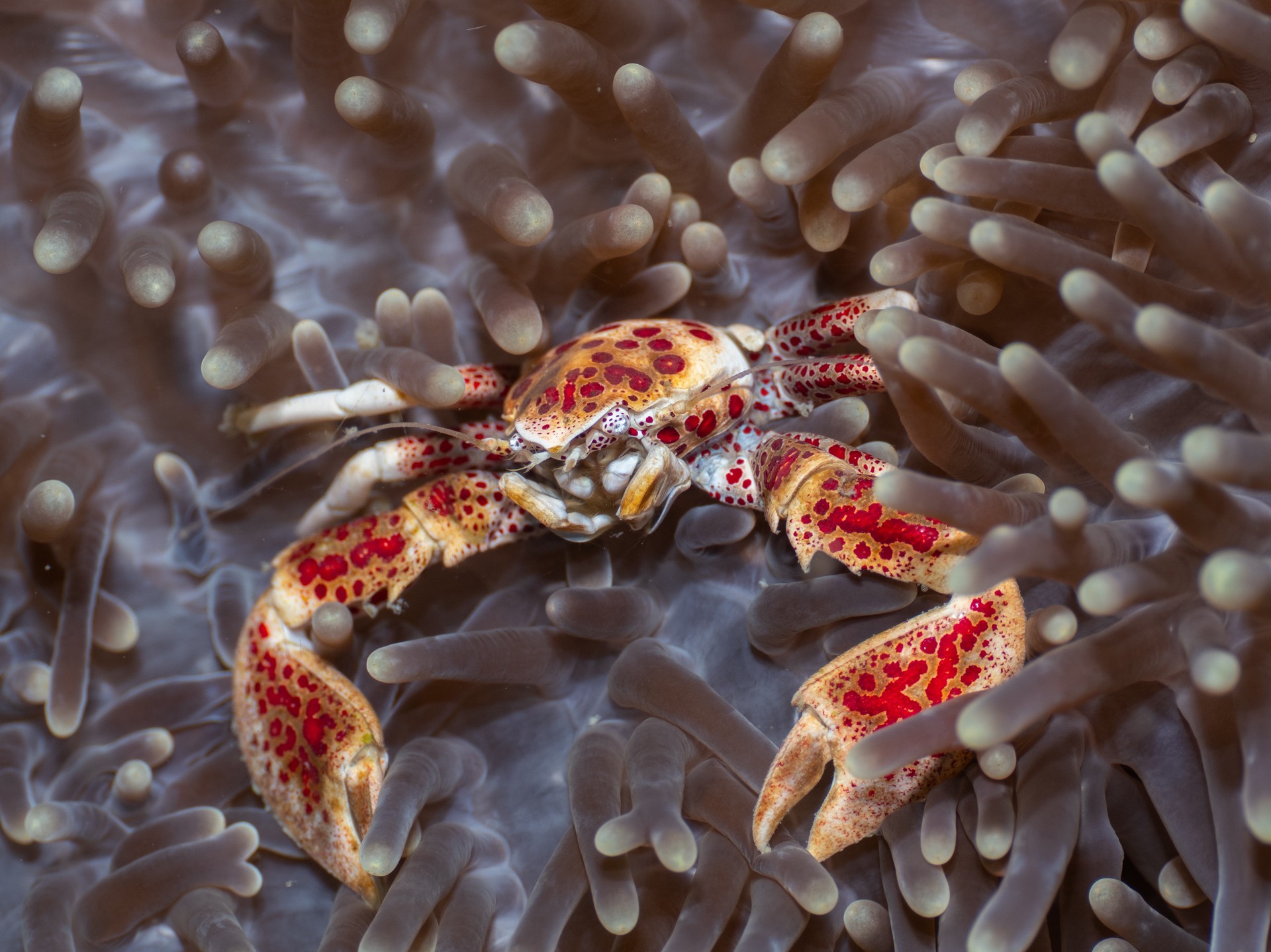 Hinh anh Nhật ký một ngày làm "thợ lặn" ở Đảo Ngọc Phú Quốc 5