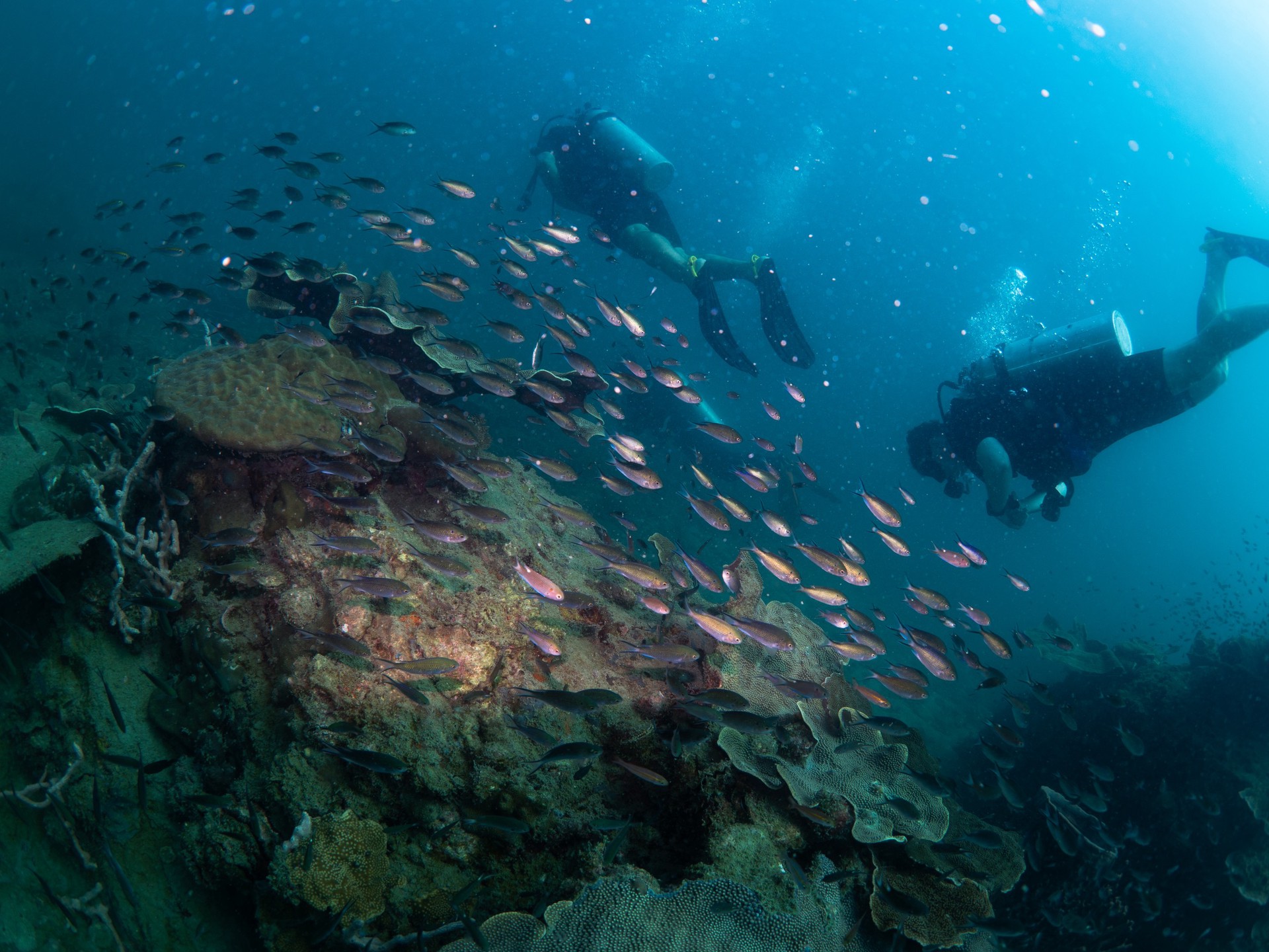 Hinh anh Nhật ký một ngày làm "thợ lặn" ở Đảo Ngọc Phú Quốc 3