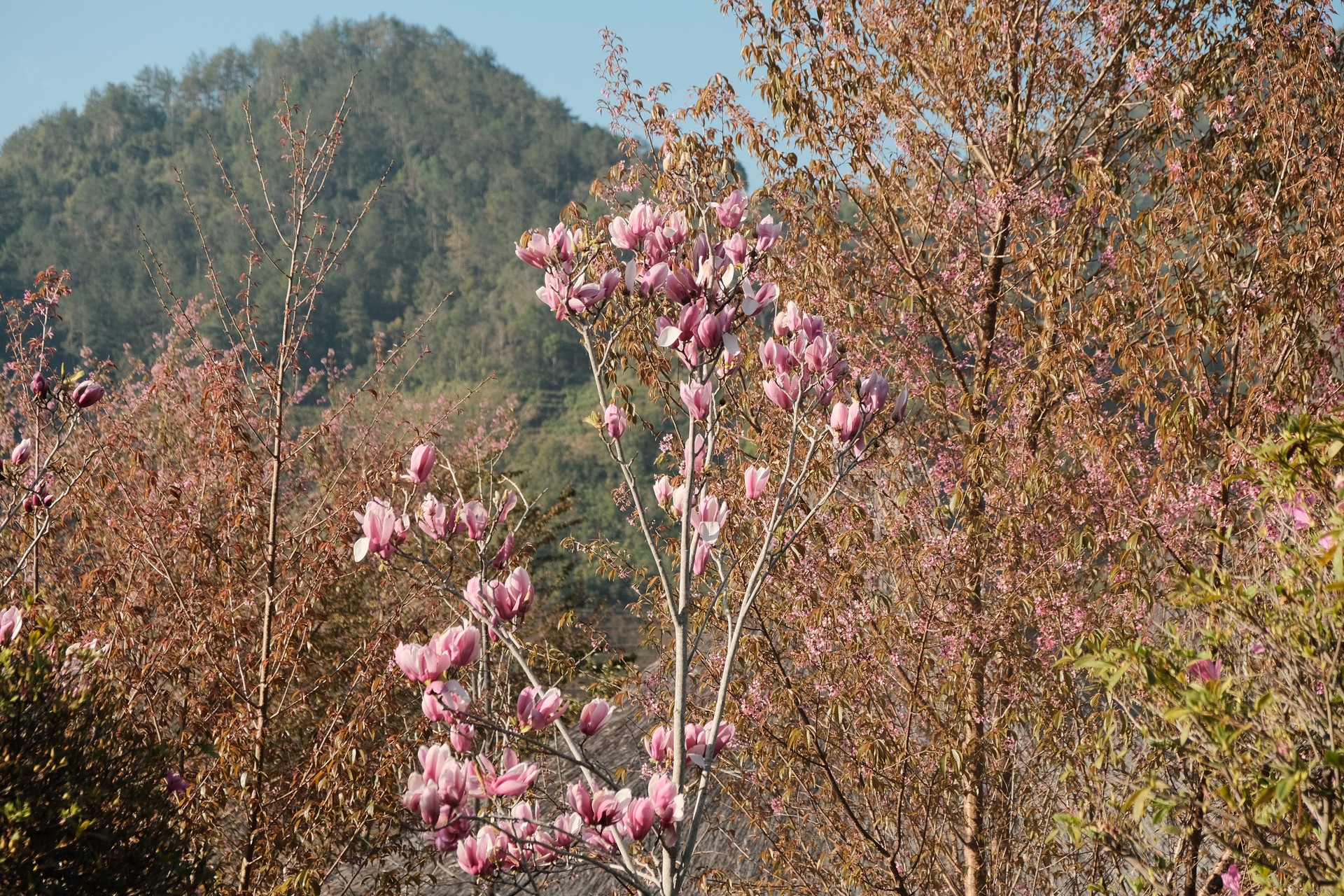 Hinh anh Bài gốc và hình ảnh: Tuyết Nguyễn 4