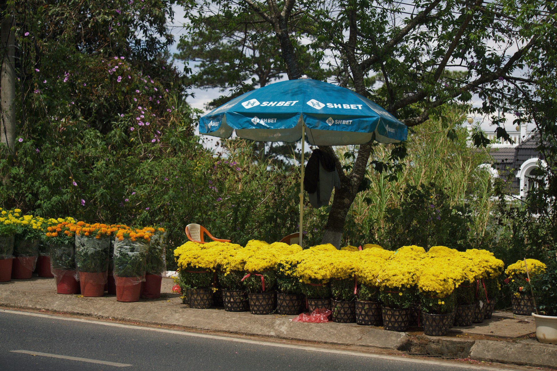 Hinh anh Những điểm hoa Tết tự phát: nơi Tết đến rồi đi qua trong im lặng 5