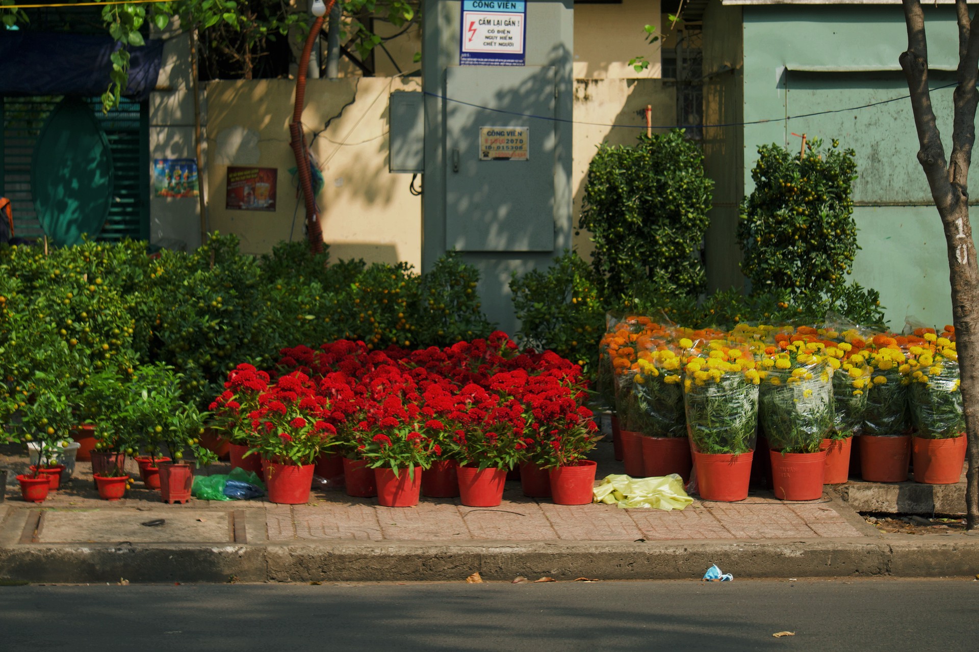 Hinh anh Những điểm hoa Tết tự phát: nơi Tết đến rồi đi qua trong im lặng 1