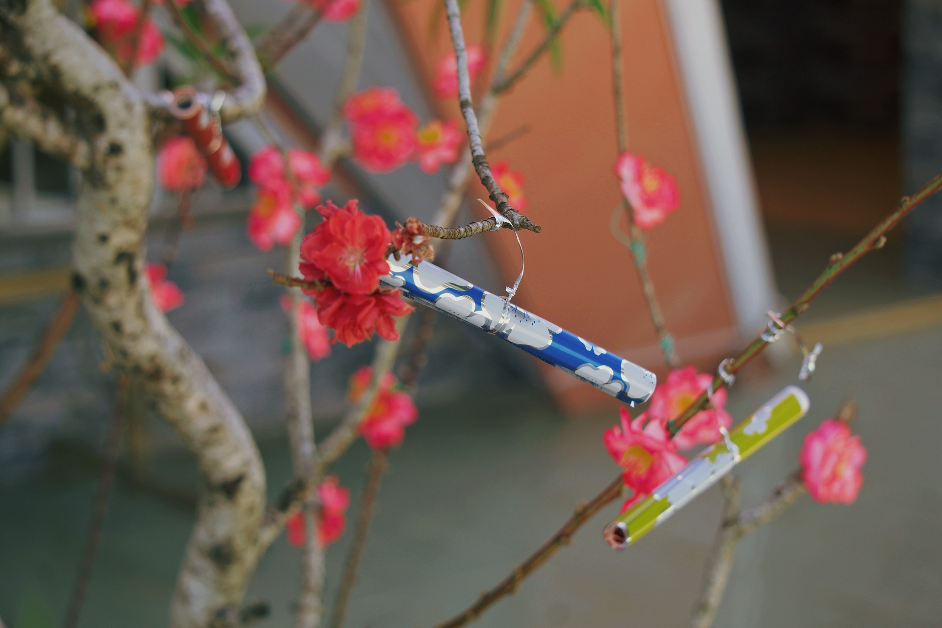 Hinh anh Có Tết 2026: Tết của người Công giáo, một mùa Xuân 'quen' rất khác 8