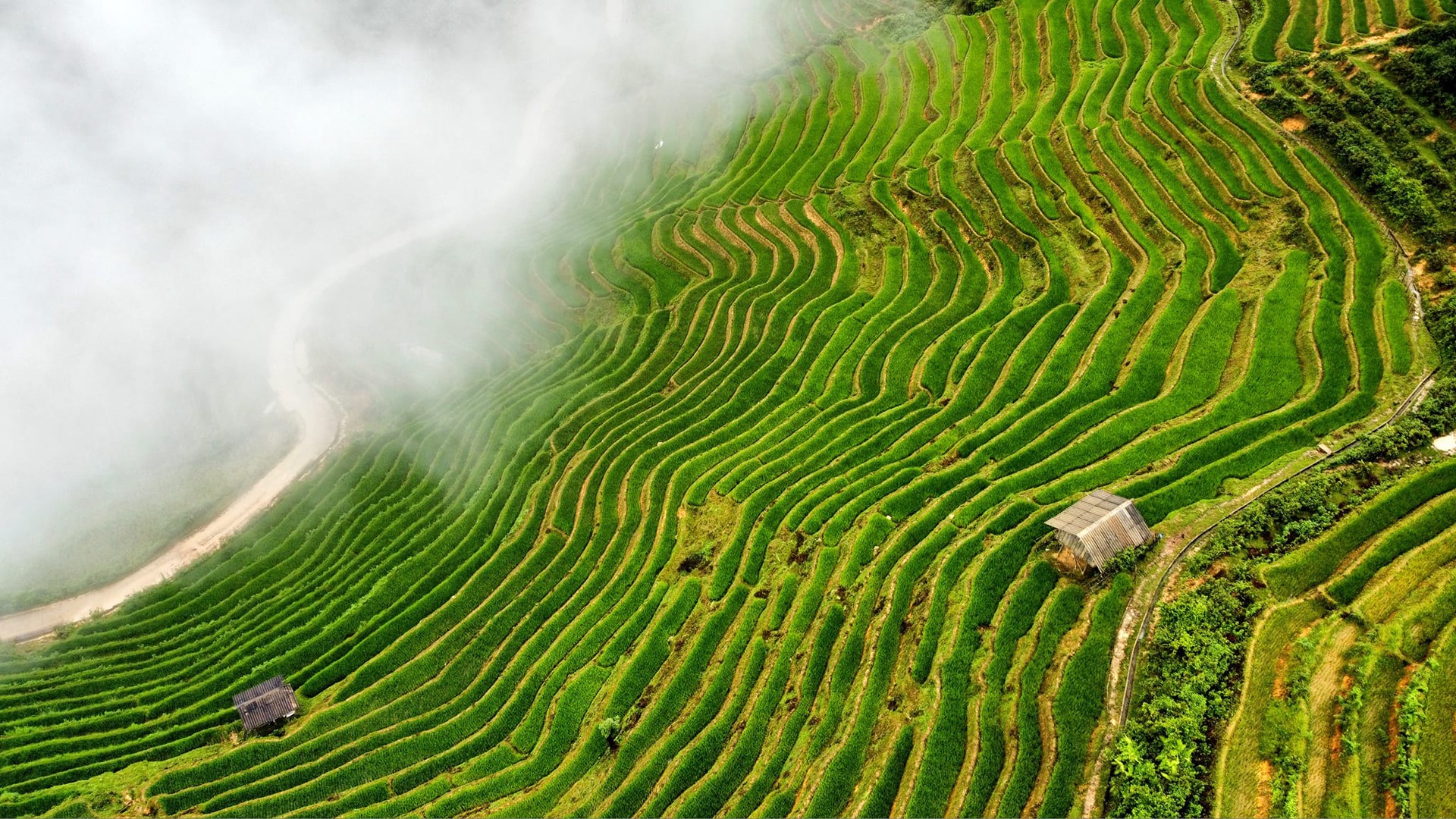 Hinh anh Garrya Mù Cang Chải: Về nơi sương núi thoảng hương rừng 19