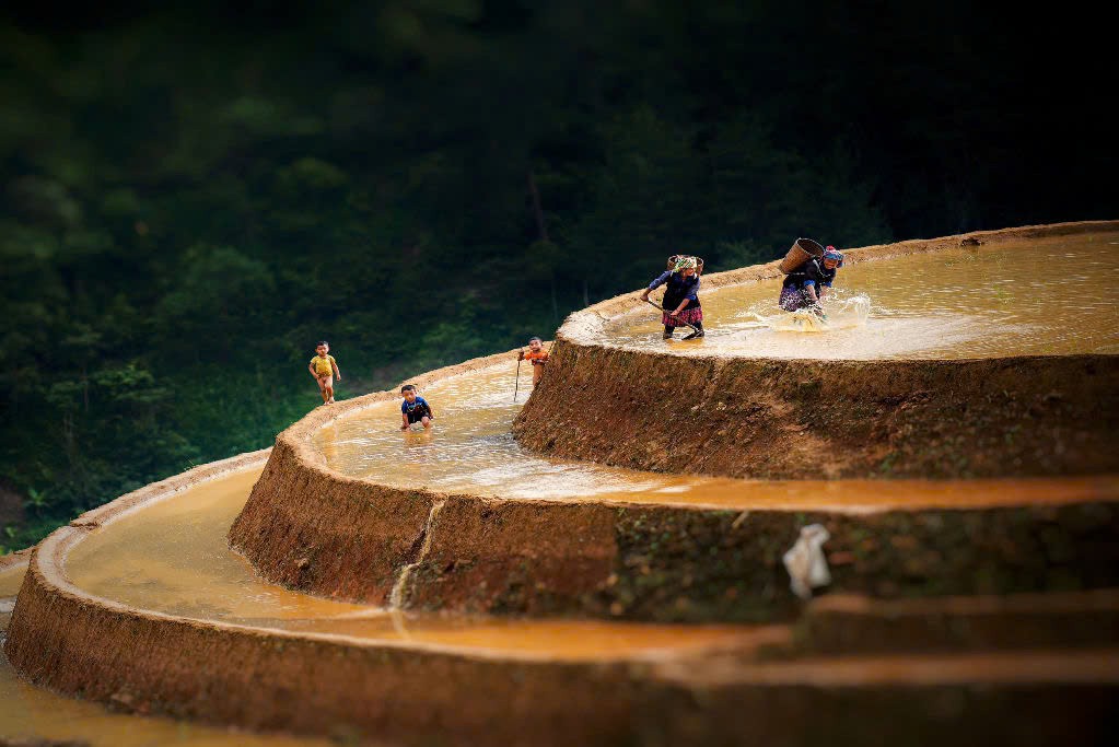 Hinh anh Garrya Mù Cang Chải: Về nơi sương núi thoảng hương rừng 1