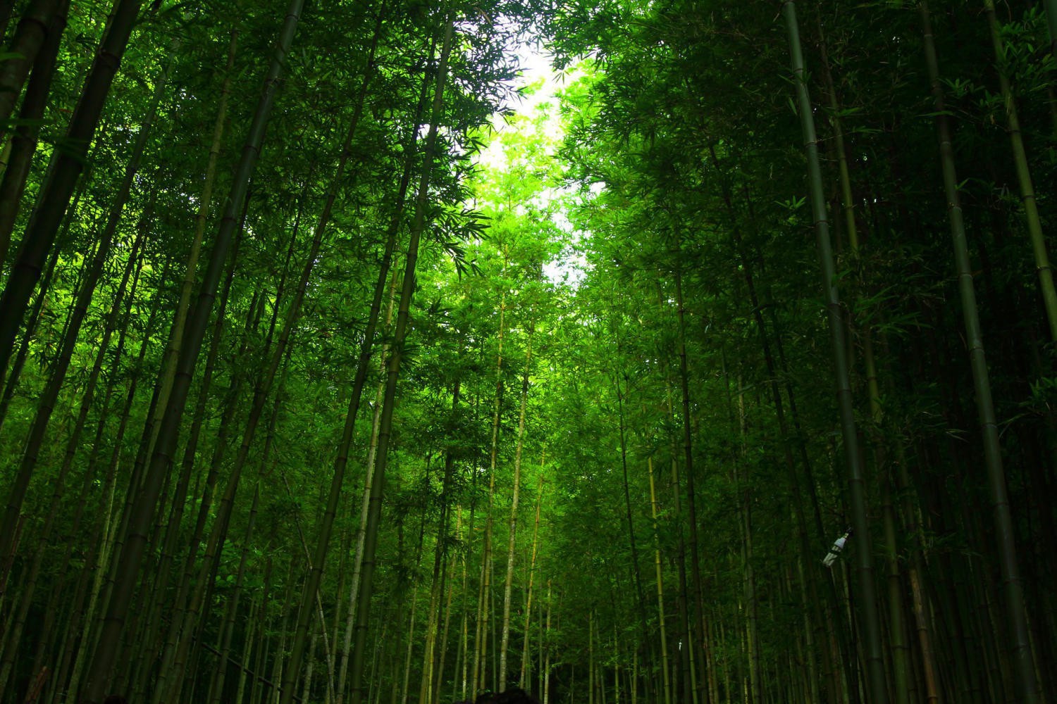 Hinh anh Garrya Mù Cang Chải: Về nơi sương núi thoảng hương rừng 12