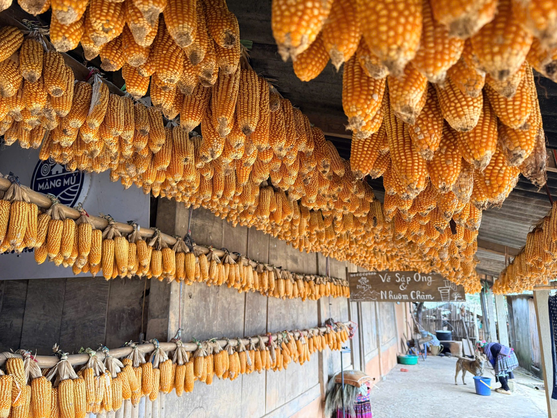 Hinh anh Garrya Mù Cang Chải: Về nơi sương núi thoảng hương rừng 13