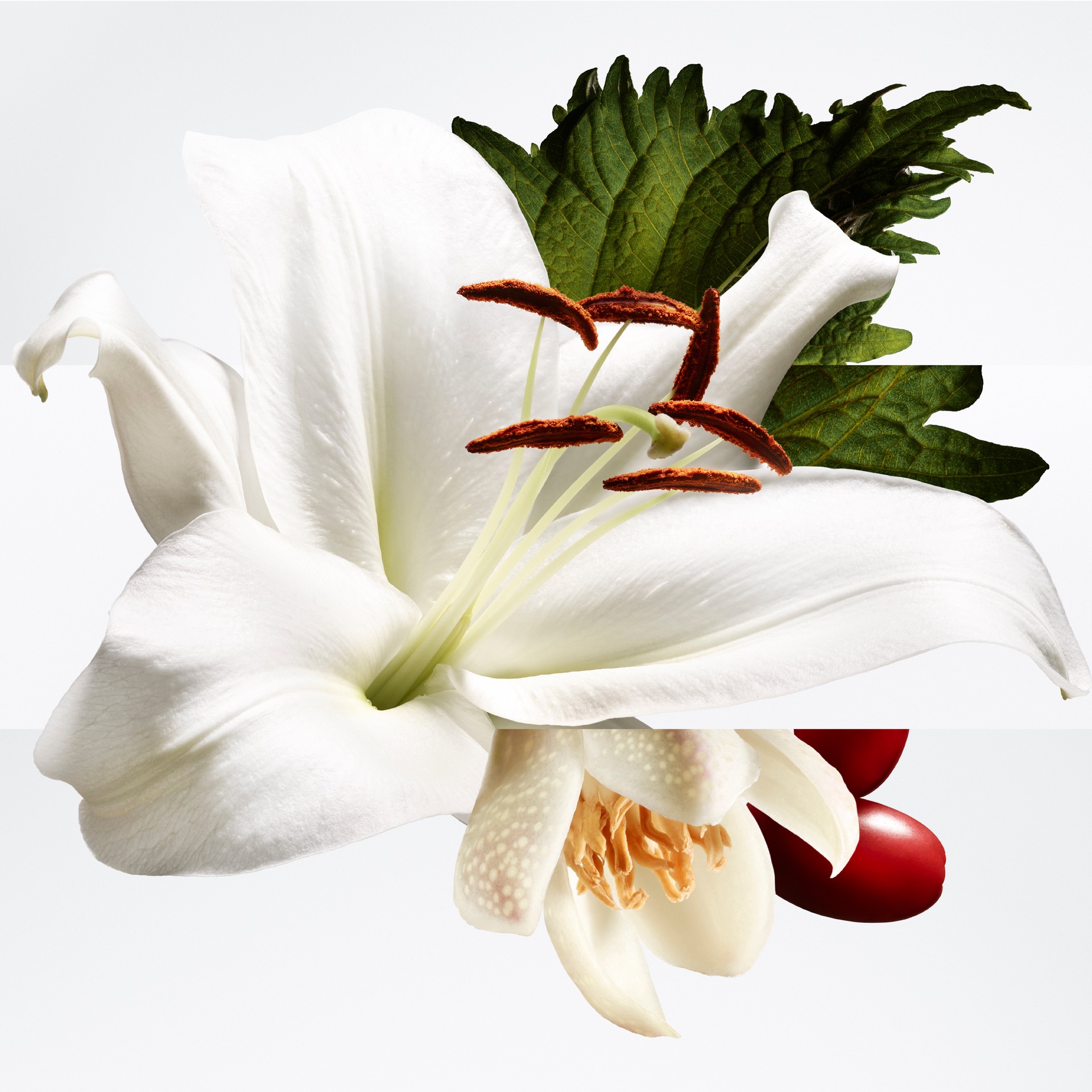 Hinh anh Hermès Barénia Pleine Fleur: Tự do và nữ tính 1