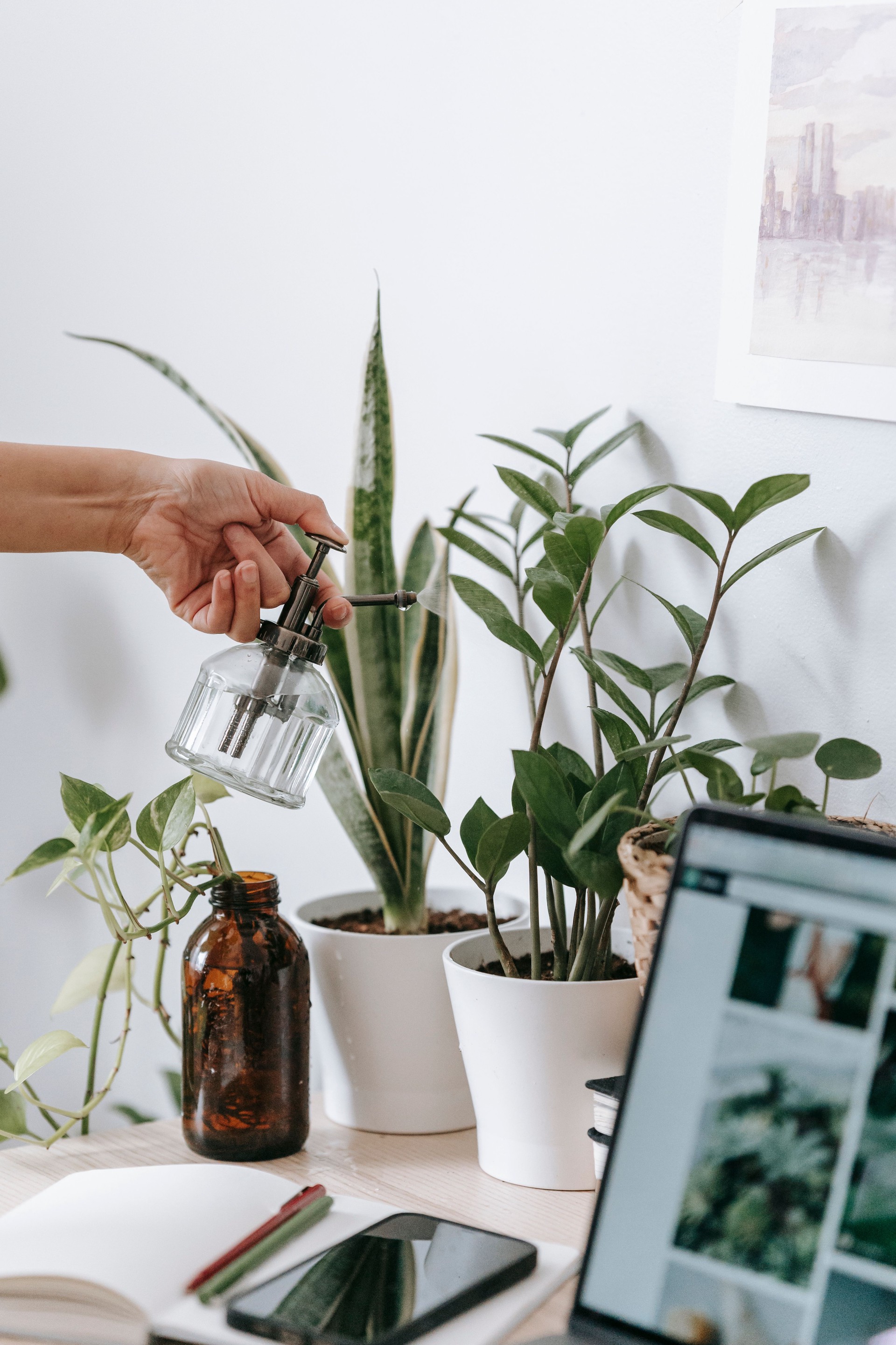 Hinh anh Bắt đầu từ cây dễ trồng: 2