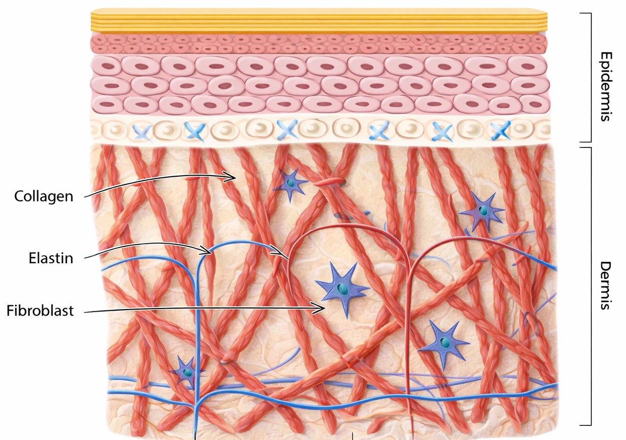 Hinh anh Skin Density: Thước đo mới của làn da đẹp 2