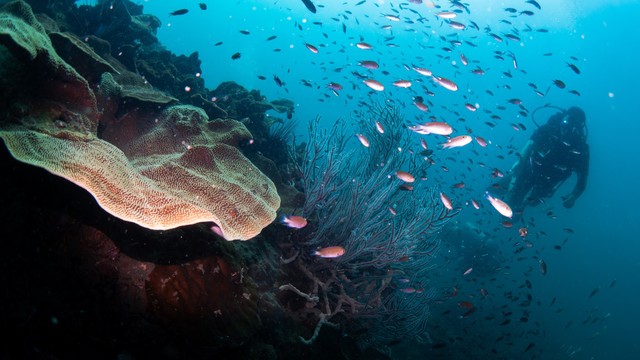 Nhật ký một ngày làm "thợ lặn" ở Đảo Ngọc Phú Quốc