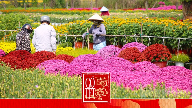 Ra phố mang về một chậu hoa Tết