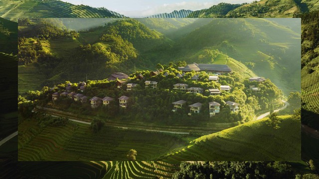 Garrya Mù Cang Chải: Về nơi sương núi thoảng hương rừng