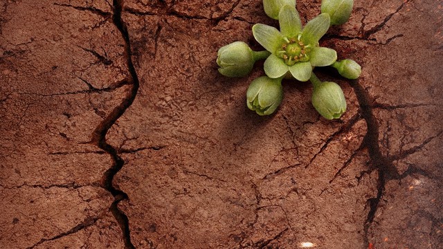 Đất Đỏ và bài toán đưa nữ anh hùng Võ Thị Sáu trở lại màn ảnh