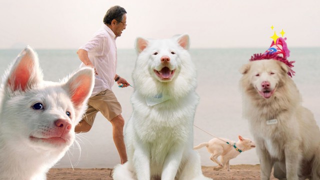 Tạm biệt Gohan: Chú chó “không gia đình” và những kẻ khai thác lòng trắc ẩn